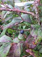 Image of Upland Highbush Blueberry