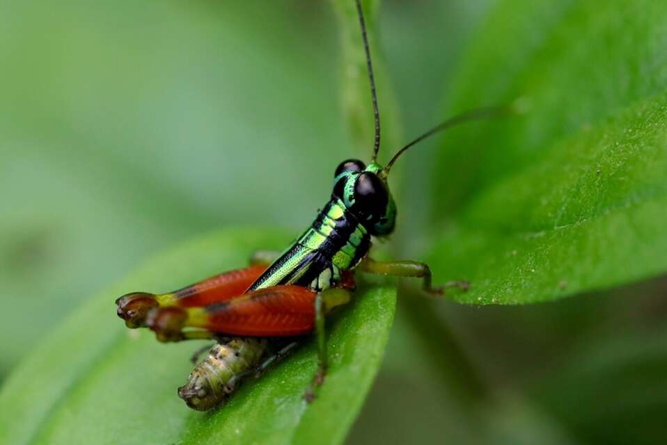 Image of Taeniophora femorata Bruner & L. 1907