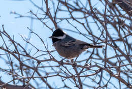 Plancia ëd Melaniparus cinerascens cinerascens (Vieillot 1818)