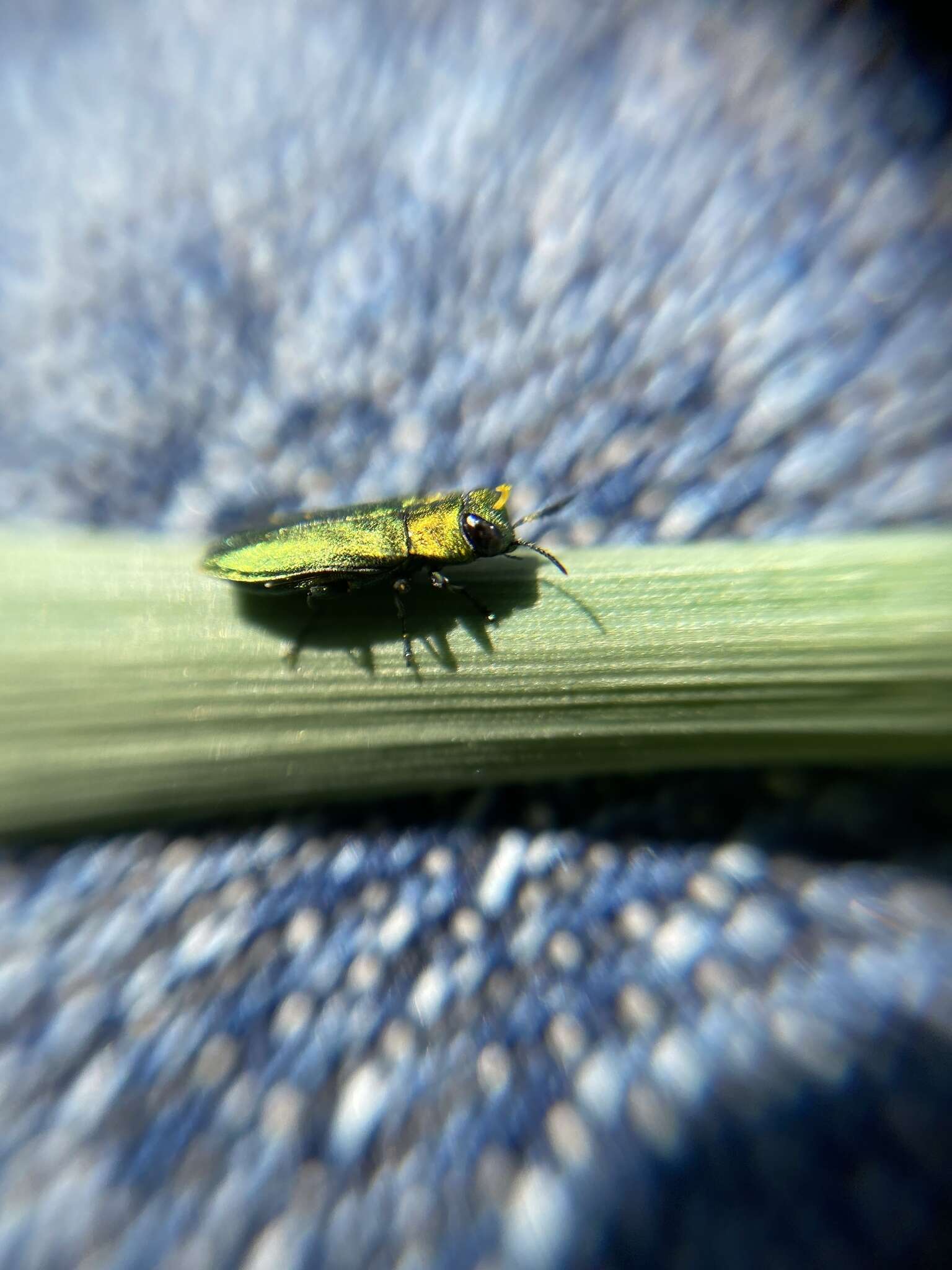 Image of Anthaxia nitidula (Linnaeus 1758)