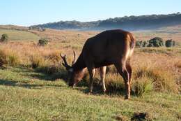 Image of Sri Lankan sambar deer