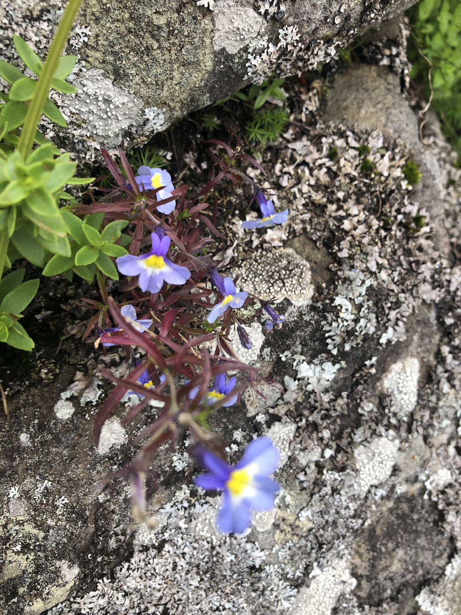 Image of Monopsis kowynensis E. Wimm.