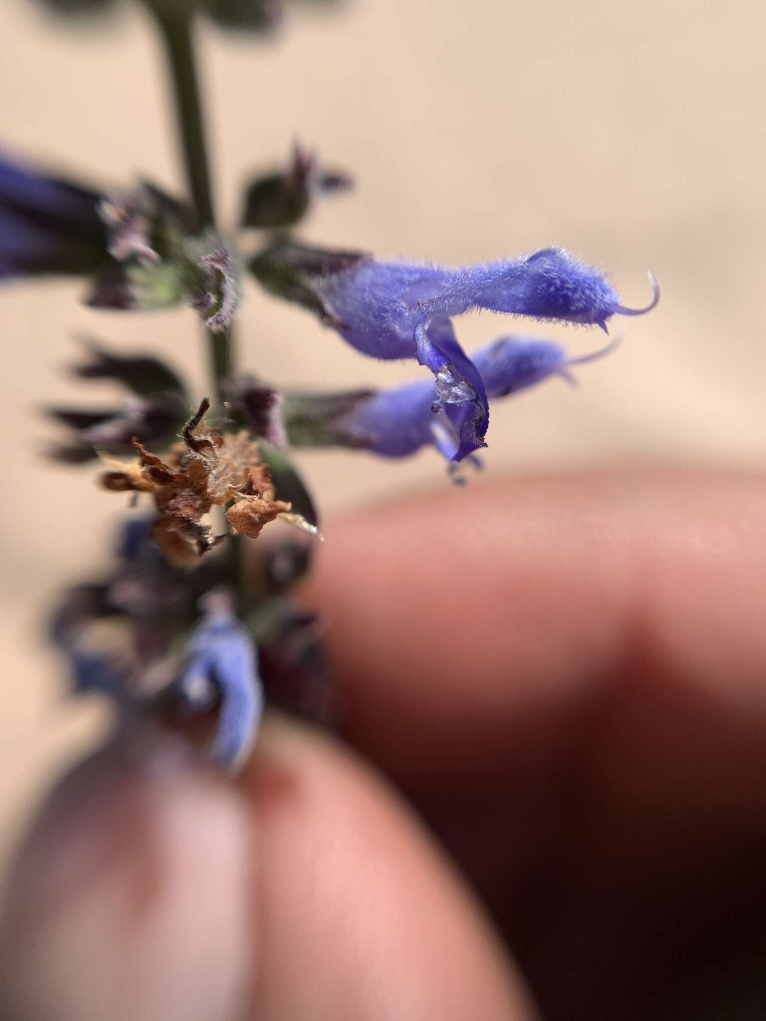 Image of Salvia connivens Epling