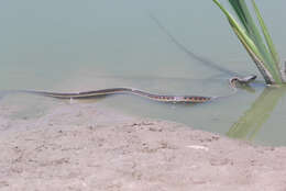 Image of Thamnophis sirtalis dorsalis (Baird & Girard 1853)