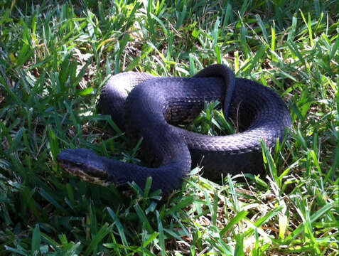 Image of Cottonmouth