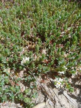 Image of Pimelea lyallii Hook. fil.