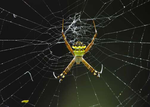 Imagem de Argiope anasuja Thorell 1887