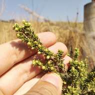 Image of yerba de pasmo