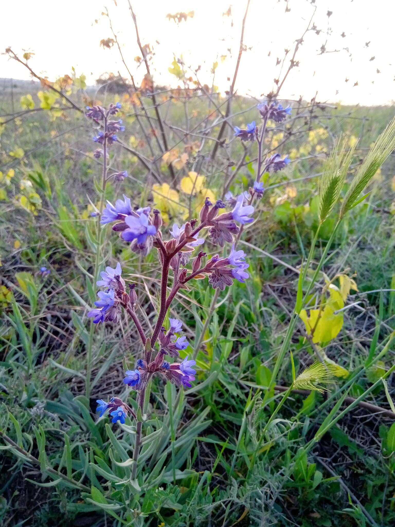 Image of Anchusa thessala Boiss. & Spruner