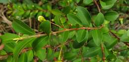 Image of Pilidiostigma rhytisperma (F. Müll.) Burret