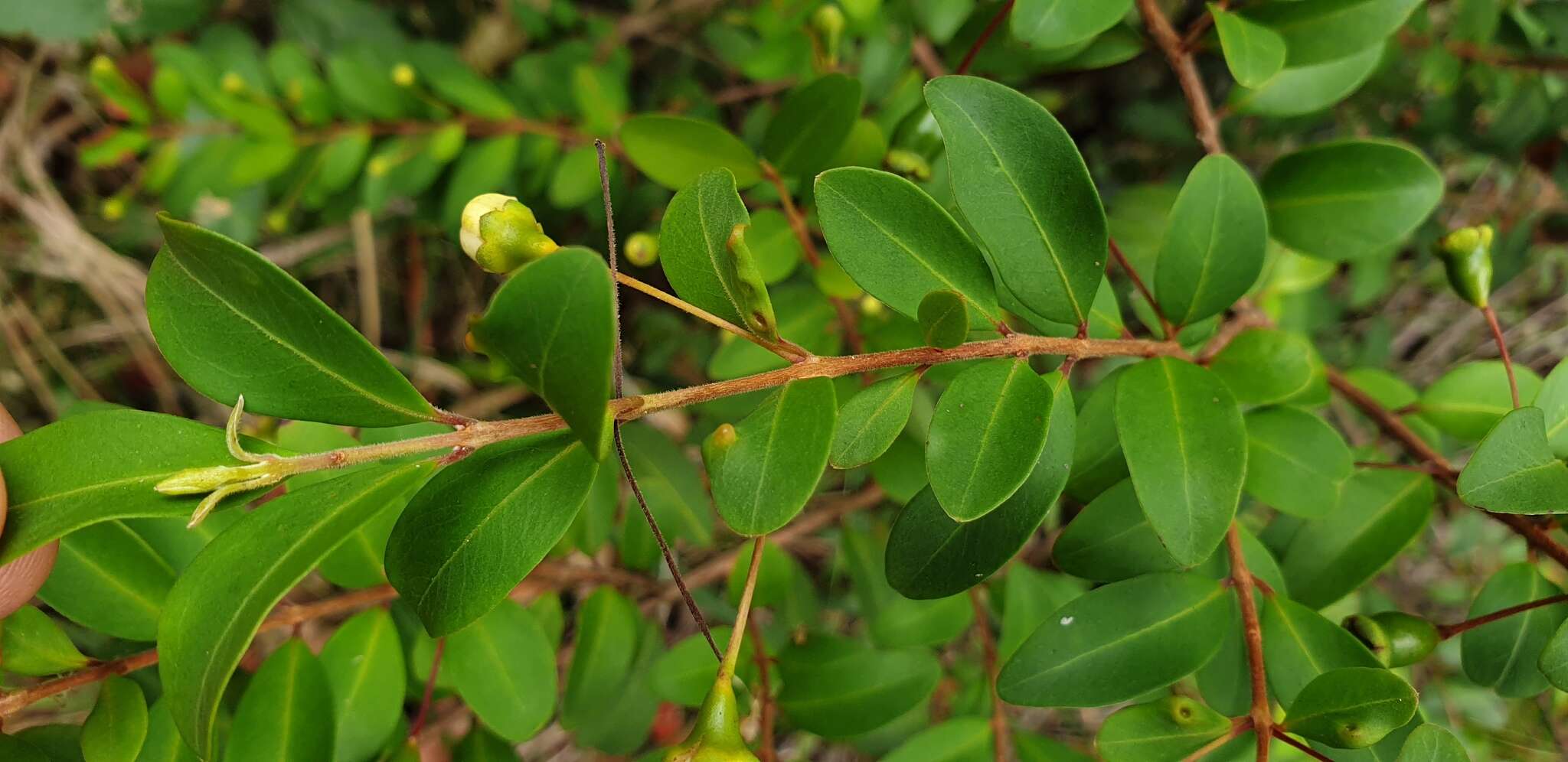 Image of Pilidiostigma rhytisperma (F. Müll.) Burret