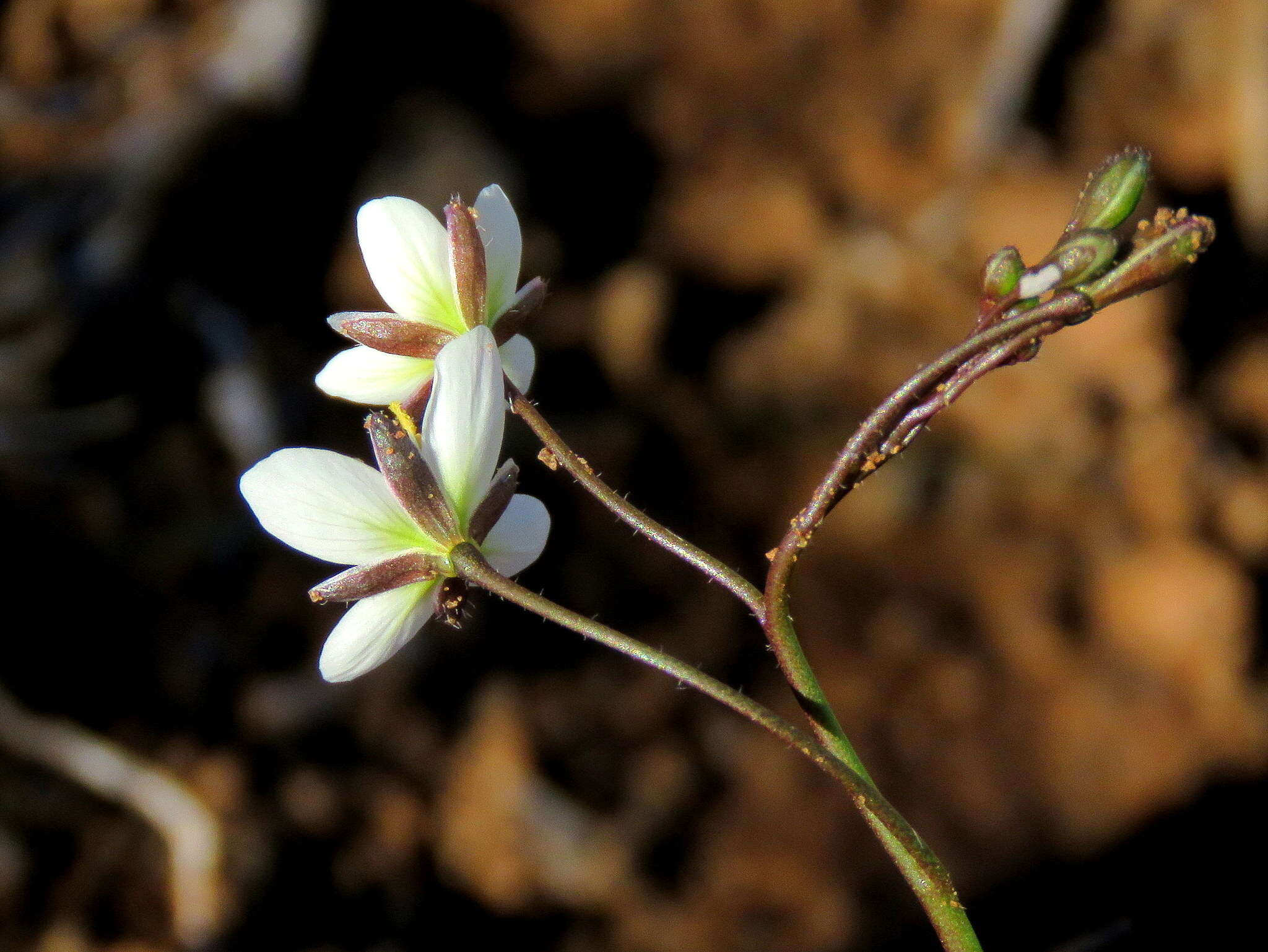 Image de Heliophila crithmifolia Willd.