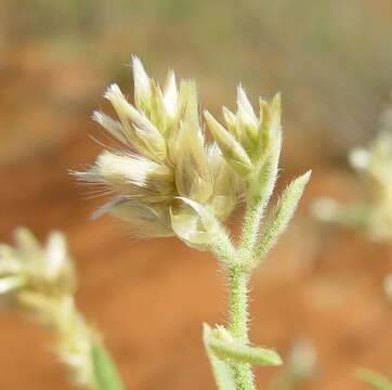 Image de Ptilotus arthrolasius F. Müll.