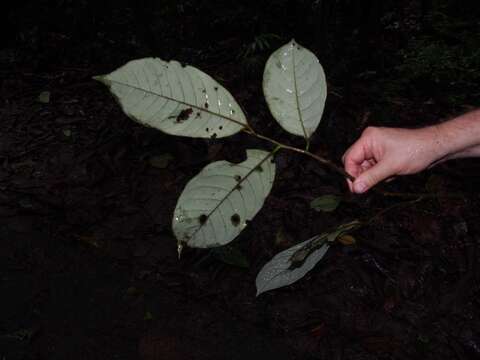 Image of Otoba novogranatensis Moldenke