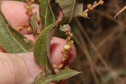 Image de Muehlenbeckia tamnifolia (Kunth) Meisn.