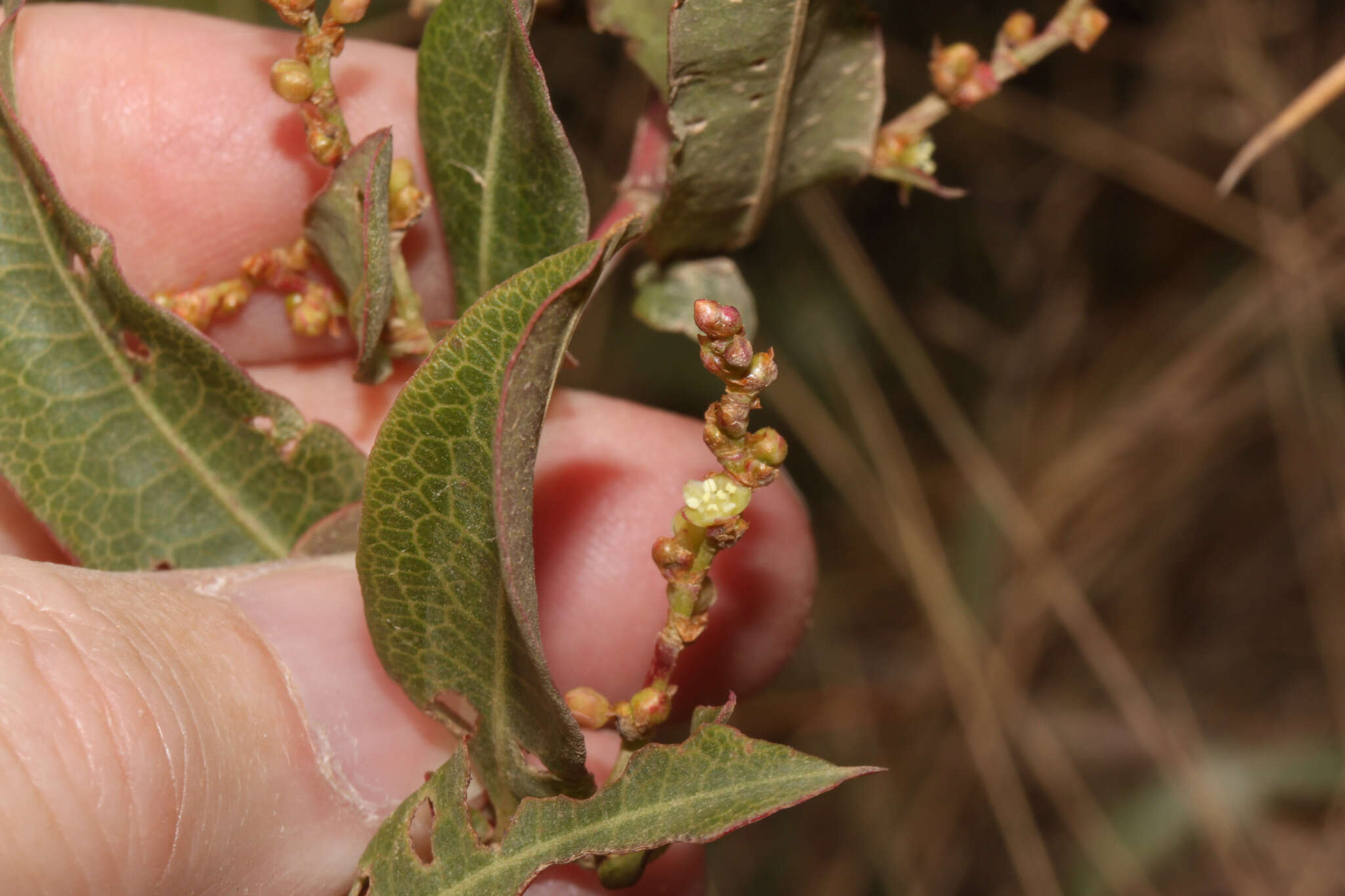 Image de Muehlenbeckia tamnifolia (Kunth) Meisn.