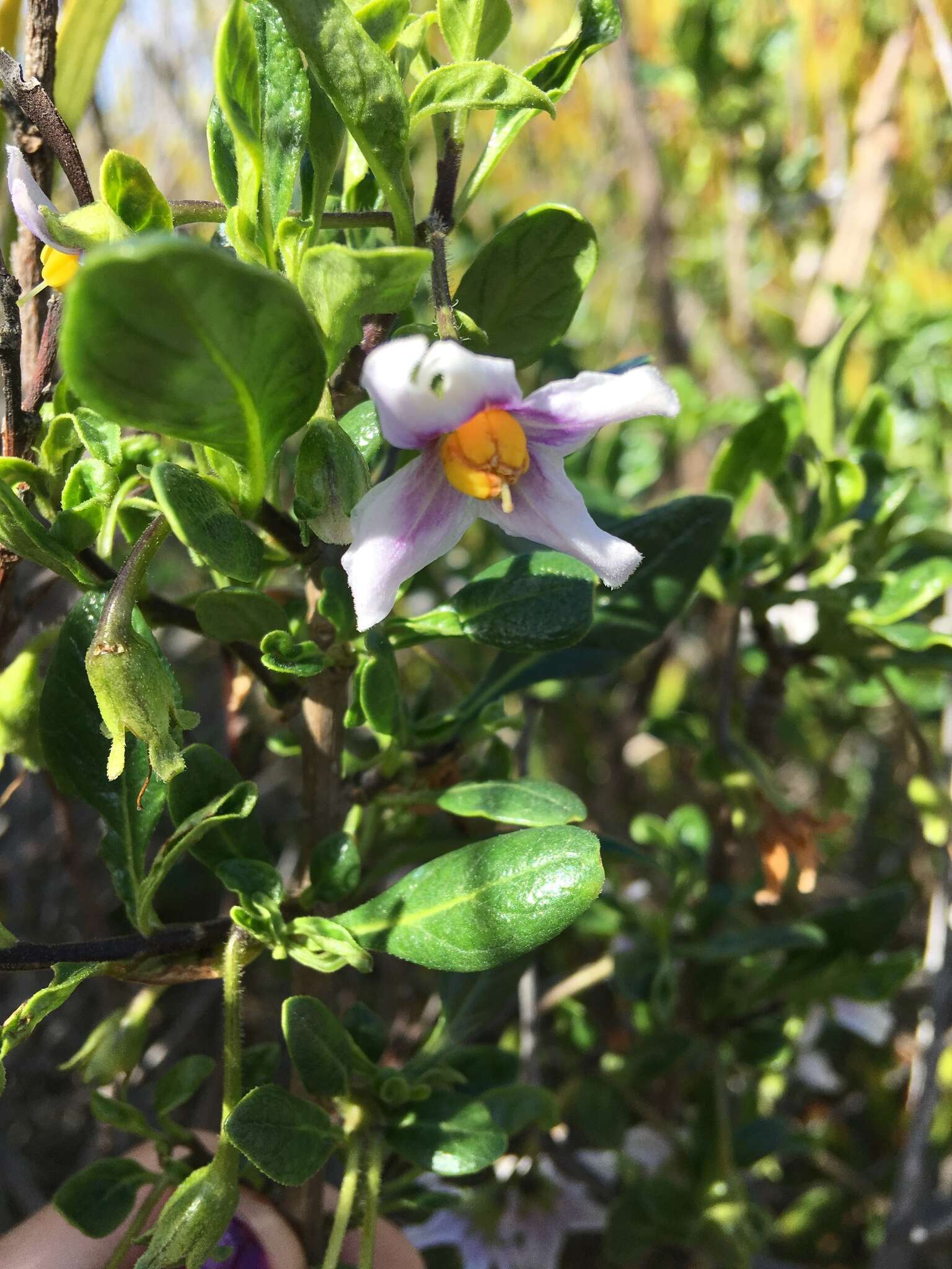 Image of Solanum guineense