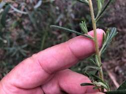 Image of Hibbertia cistoidea (Hook.) C. T. White