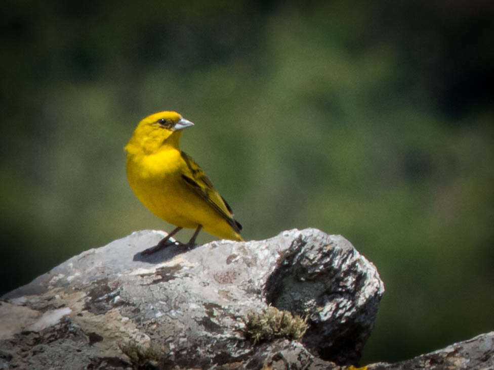 Image of Stripe-tailed Yellow Finch