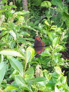 Image de Erebia jeniseiensis Trybom 1877