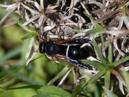 Plancia ëd Hypodynerus vespiformis (Haliday 1837)