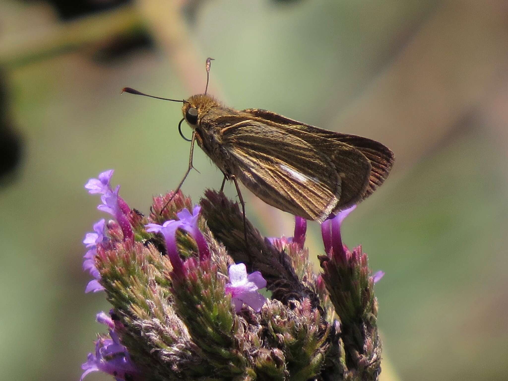 Image of Salt Marsh Skipper