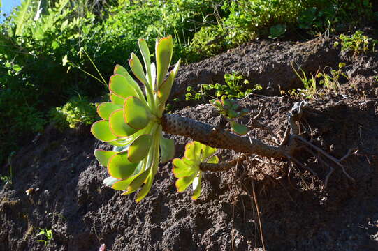 Image of Aeonium ciliatum (Willd.) Webb & Berth.