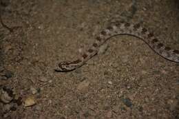 Image of Derafshi Snake