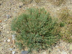 Clappia suaedifolia A. Gray resmi