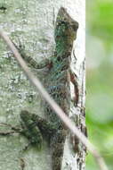 Sivun Anolis latifrons Berthold 1846 kuva