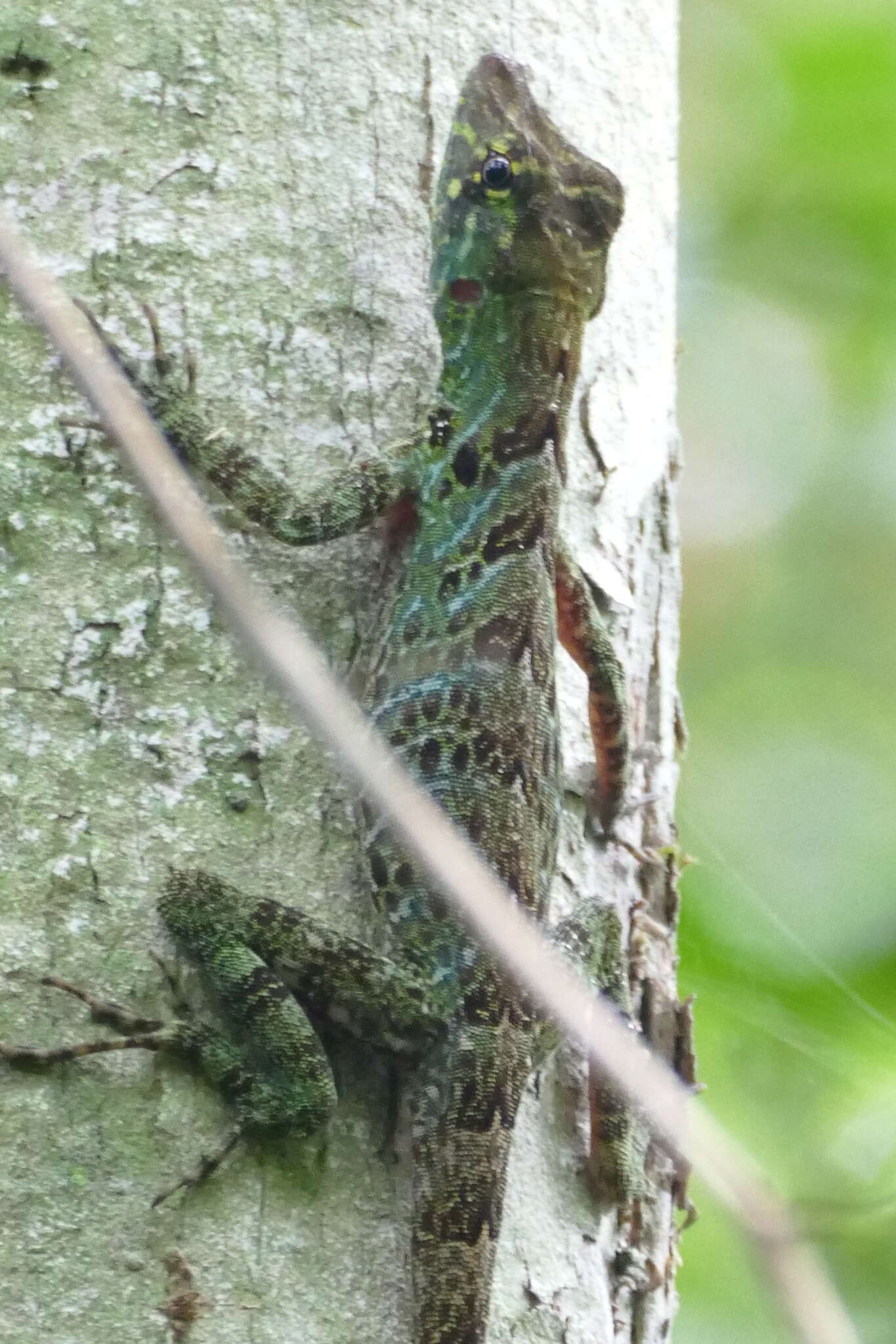 Sivun Anolis latifrons Berthold 1846 kuva