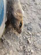 Image of Gaumer's Spiny Pocket Mouse