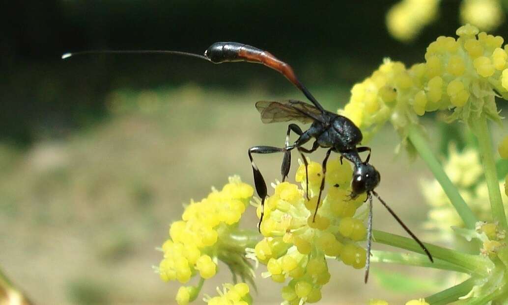 Image of Gasteruption caucasicum (Guérin-Ménéville 1844)