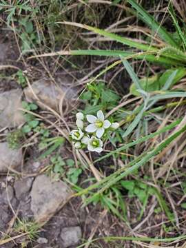 صورة Gentianella multicaulis (Gillies ex Griseb.) Fabris