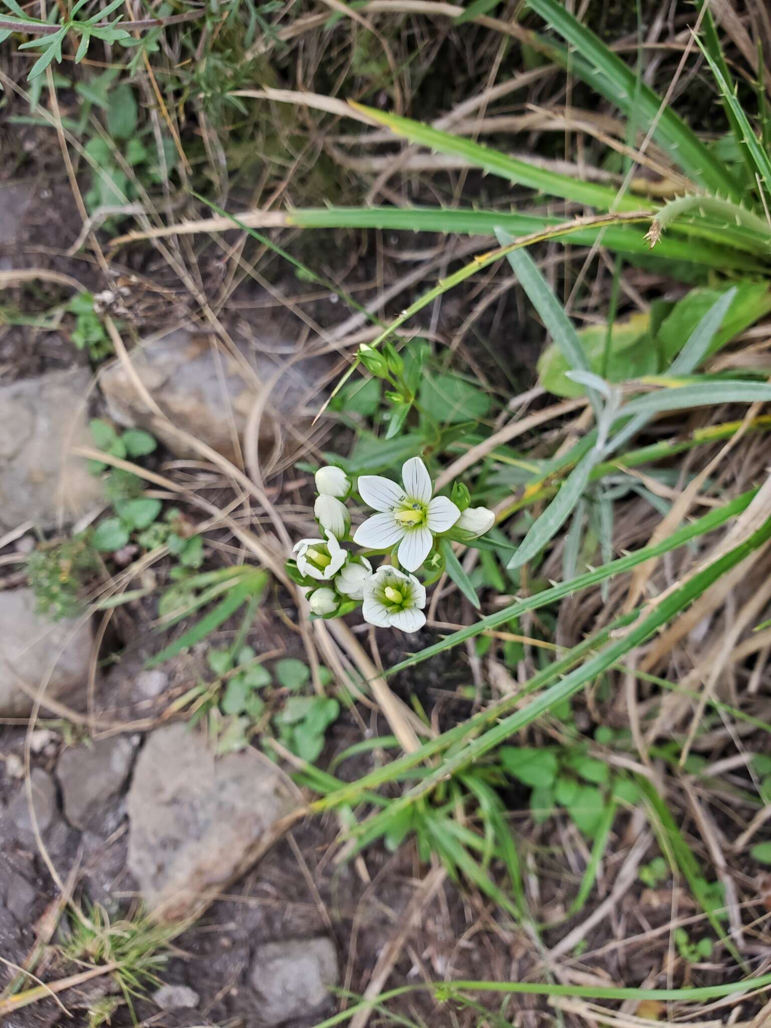 صورة Gentianella multicaulis (Gillies ex Griseb.) Fabris