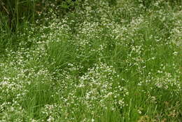 Plancia ëd Galium elongatum C. Presl