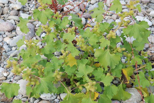 Image of Xanthium strumarium subsp. strumarium