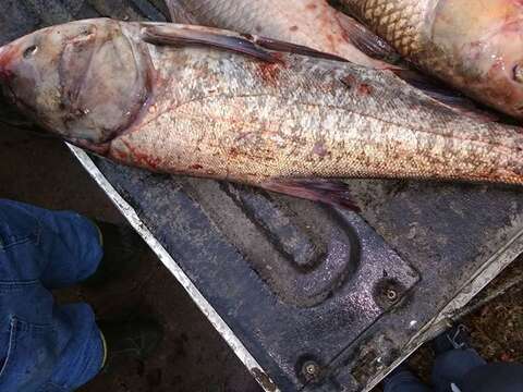 Image of silver carp