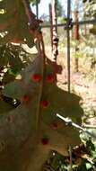 Image of Red Cone Gall Wasp