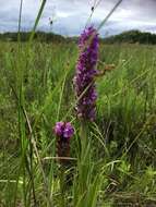 Image of Northern Marsh-orchid