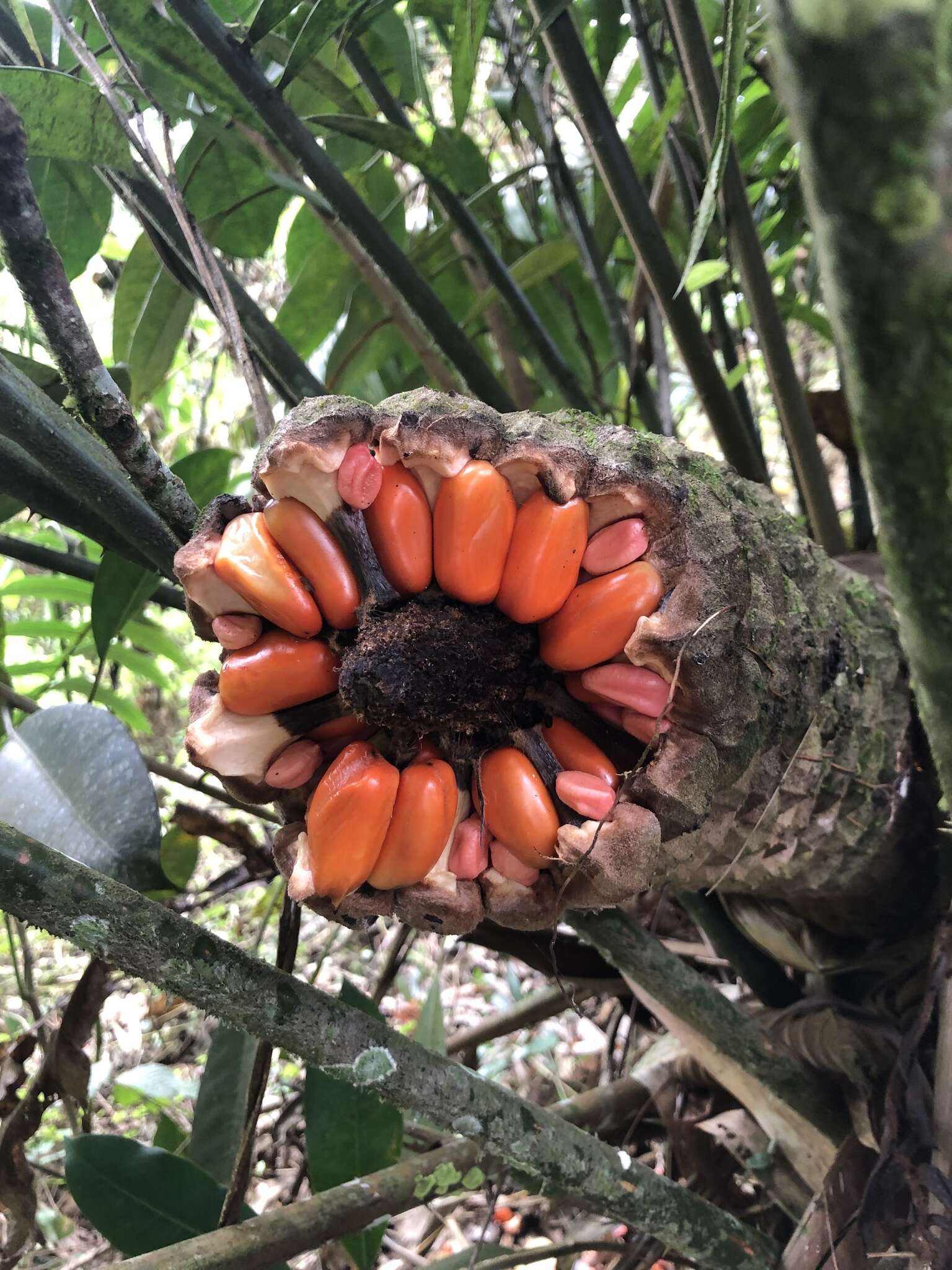 Image of Zamia lindenii Regel ex André