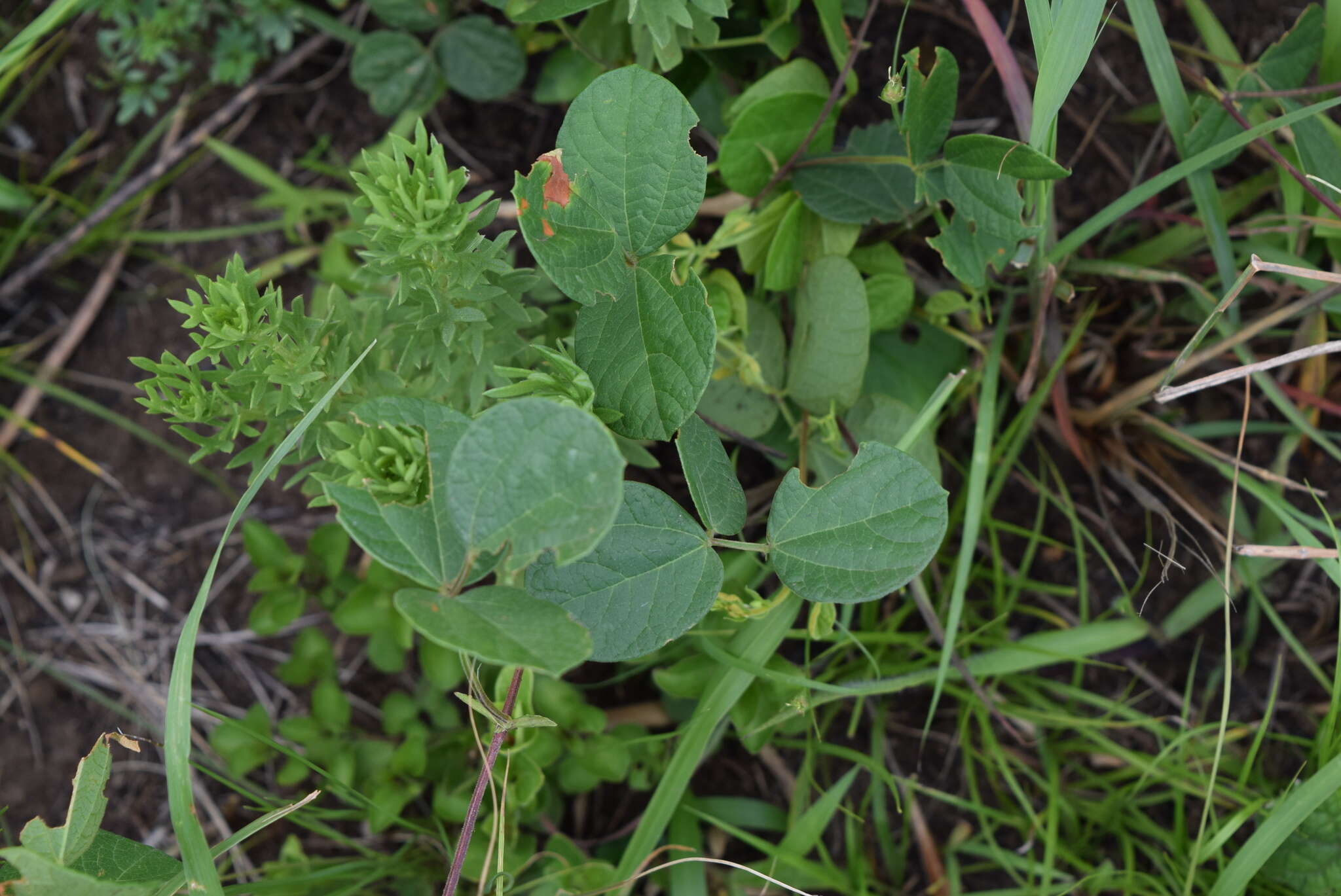 Image of Rhynchosia cooperi (Baker fil.) Burtt Davy