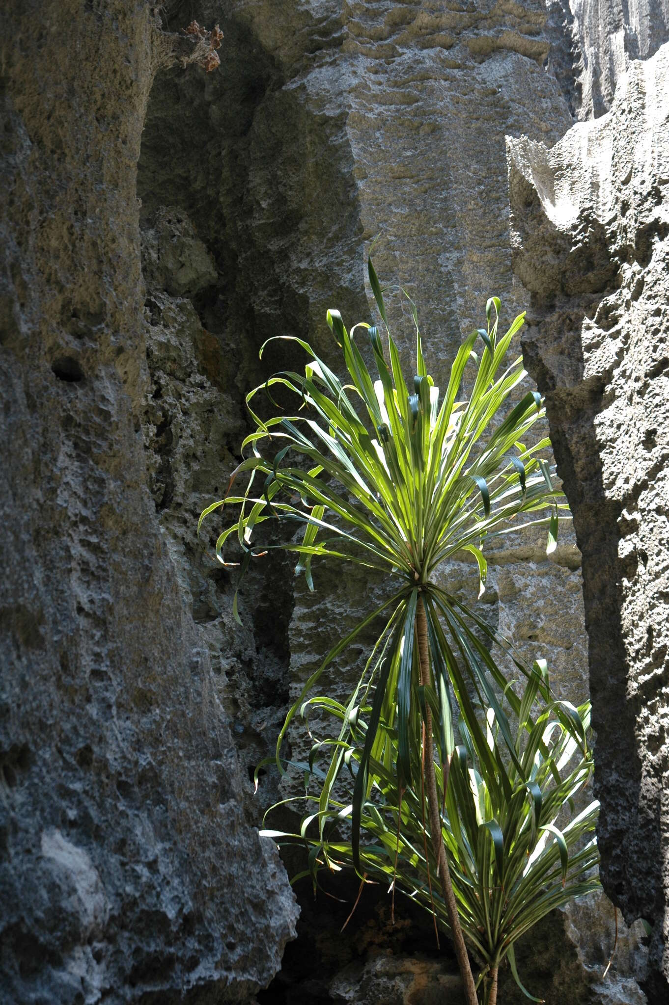 Image of Dracaena xiphophylla Baker