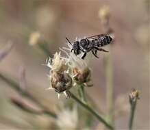 Image of Apical Leafcutter Bee