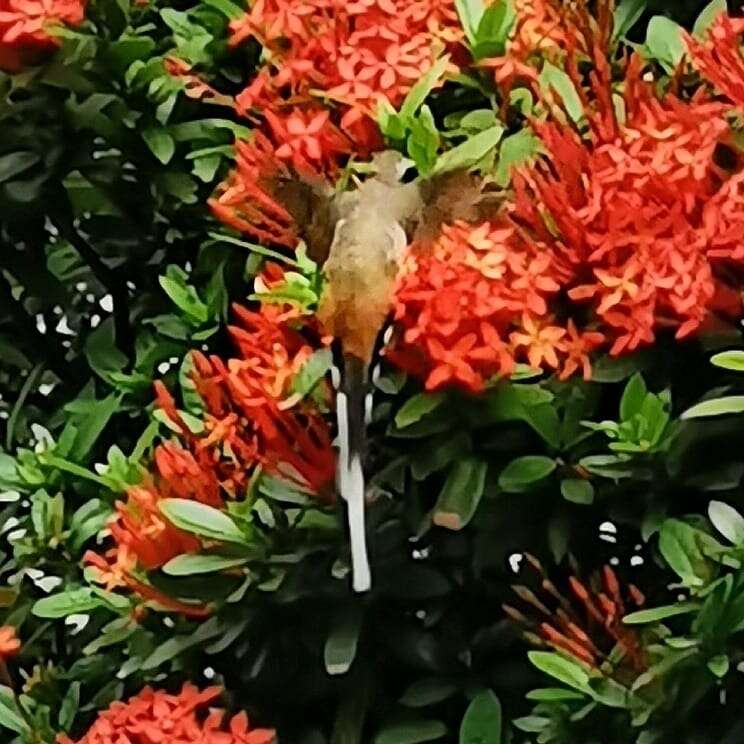 Image of Sooty-capped Hermit