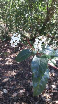 Слика од Viburnum tinus L.