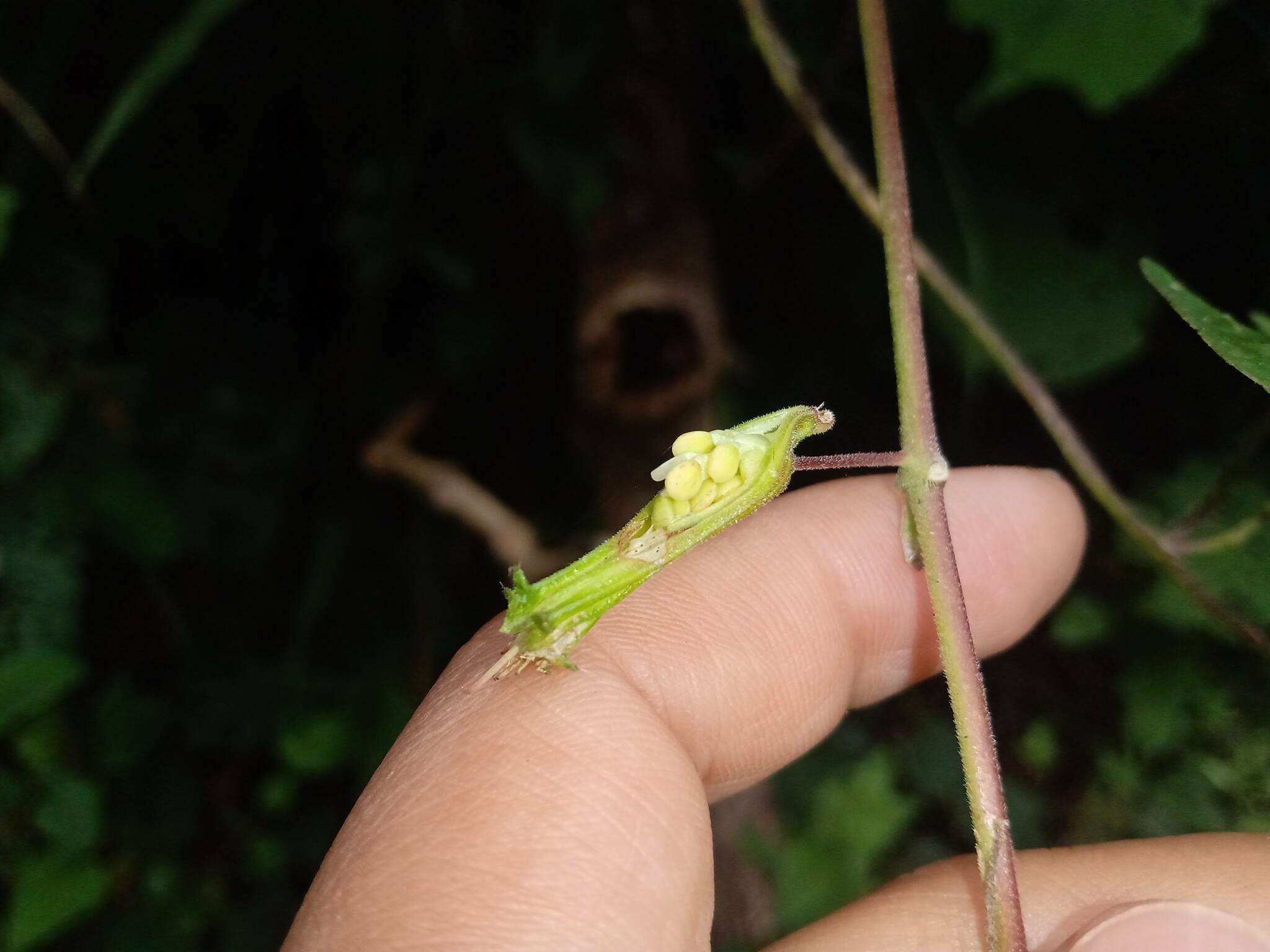 Imagem de Cuphea nitidula Kunth