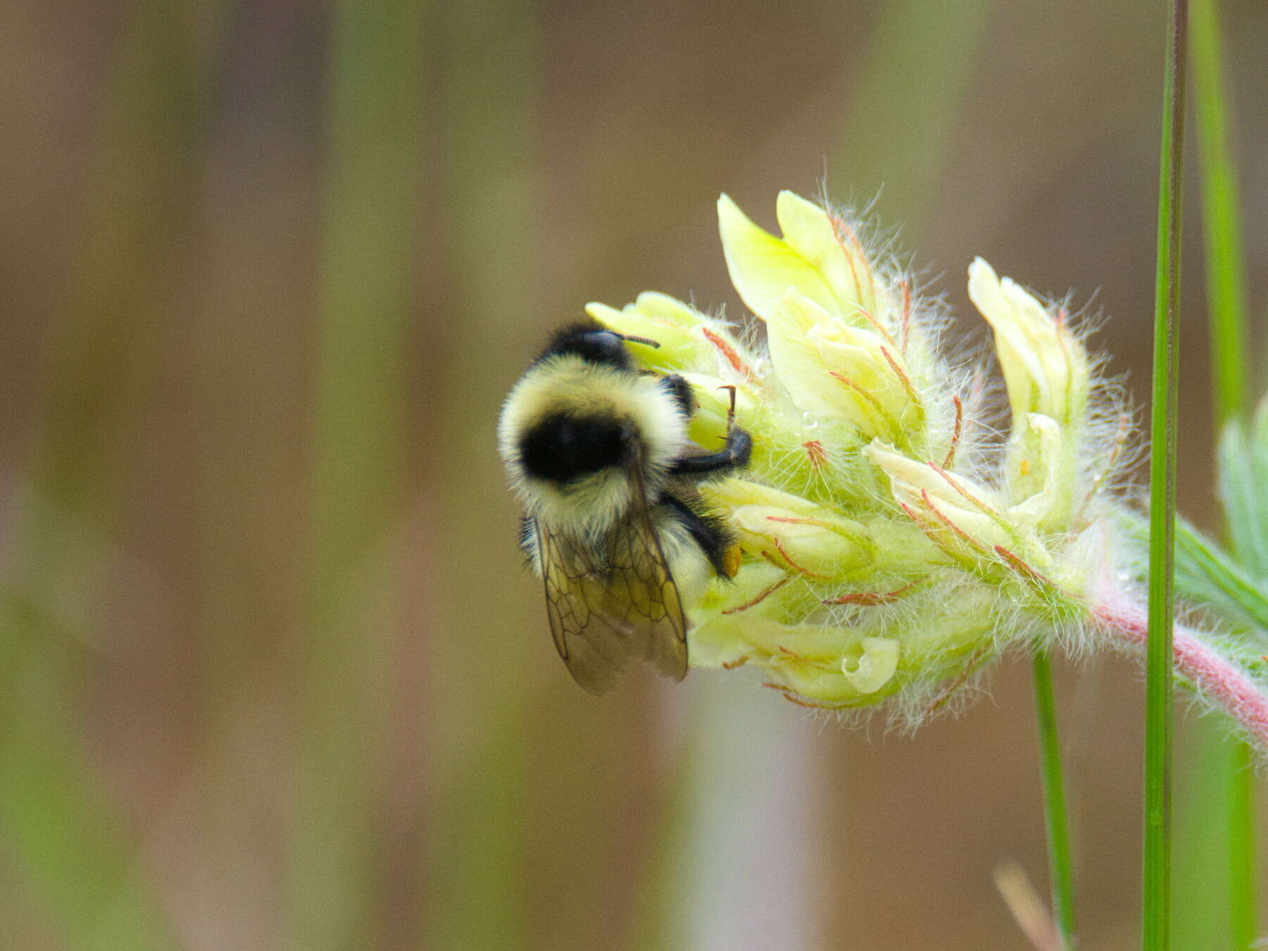 Image of Armenian Bumble Bee