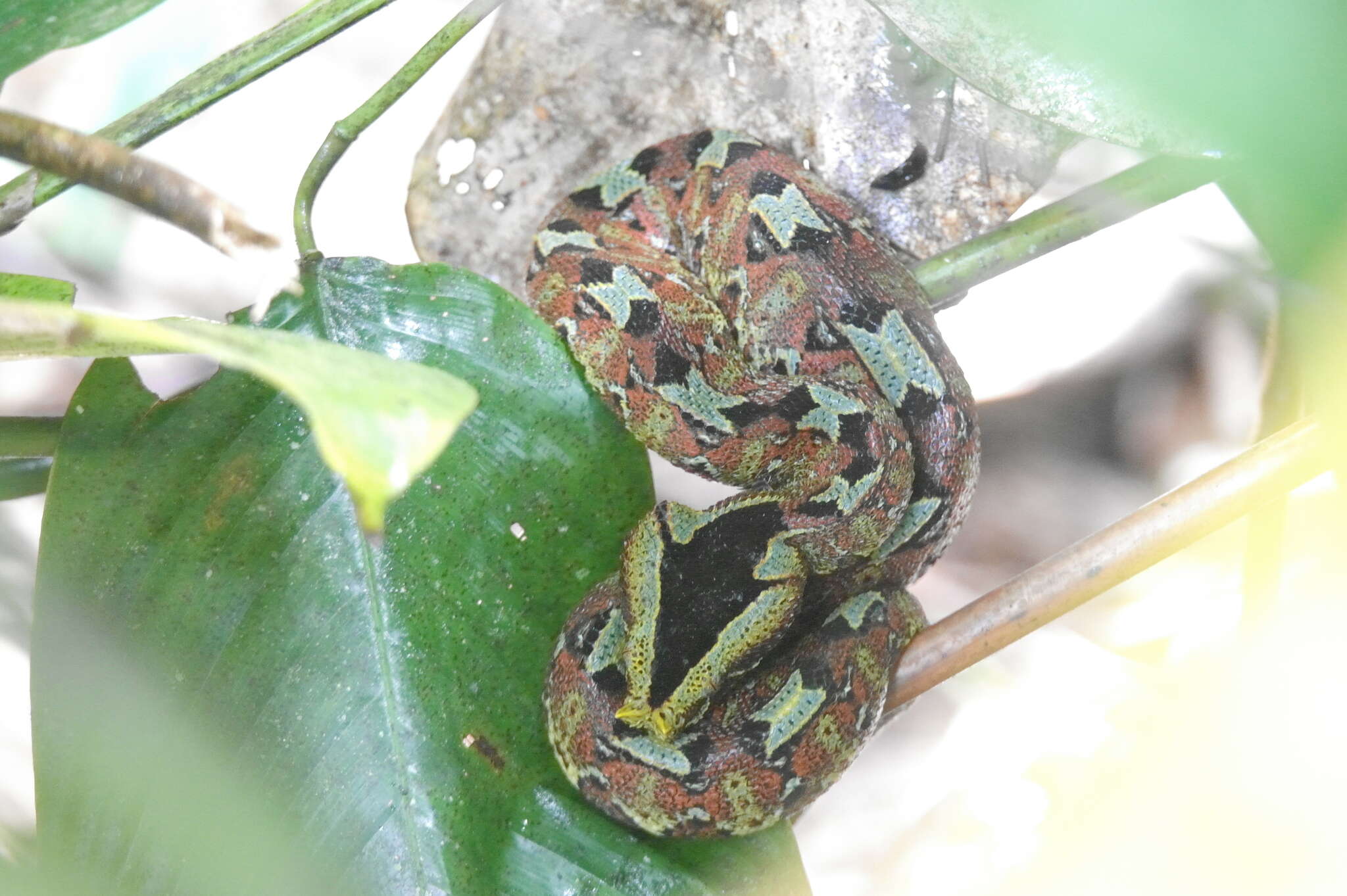 Image of Rhinoceros Viper