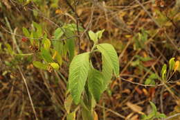 Image of Lippia hirsuta L. fil.